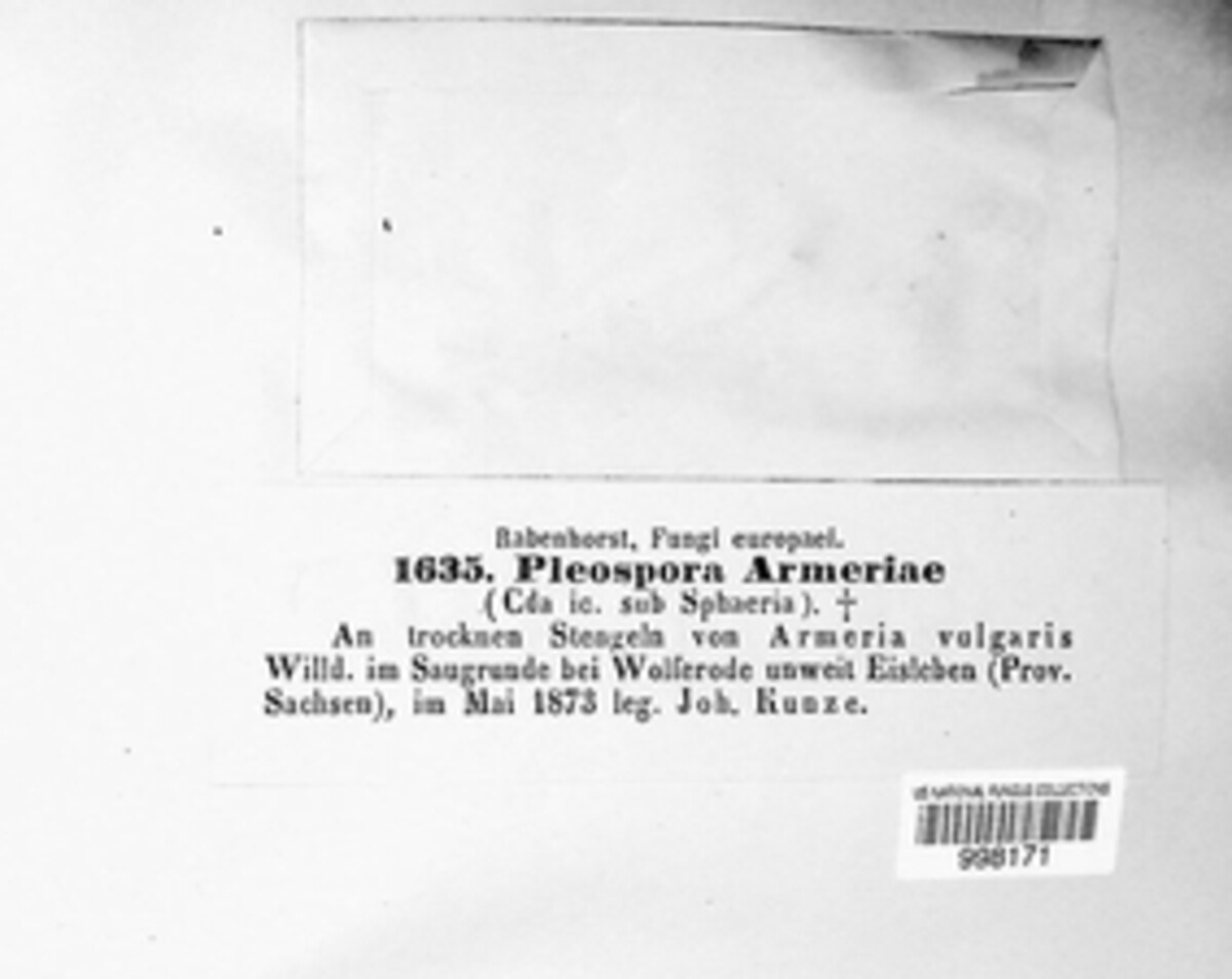 Stemphylium armeriae image